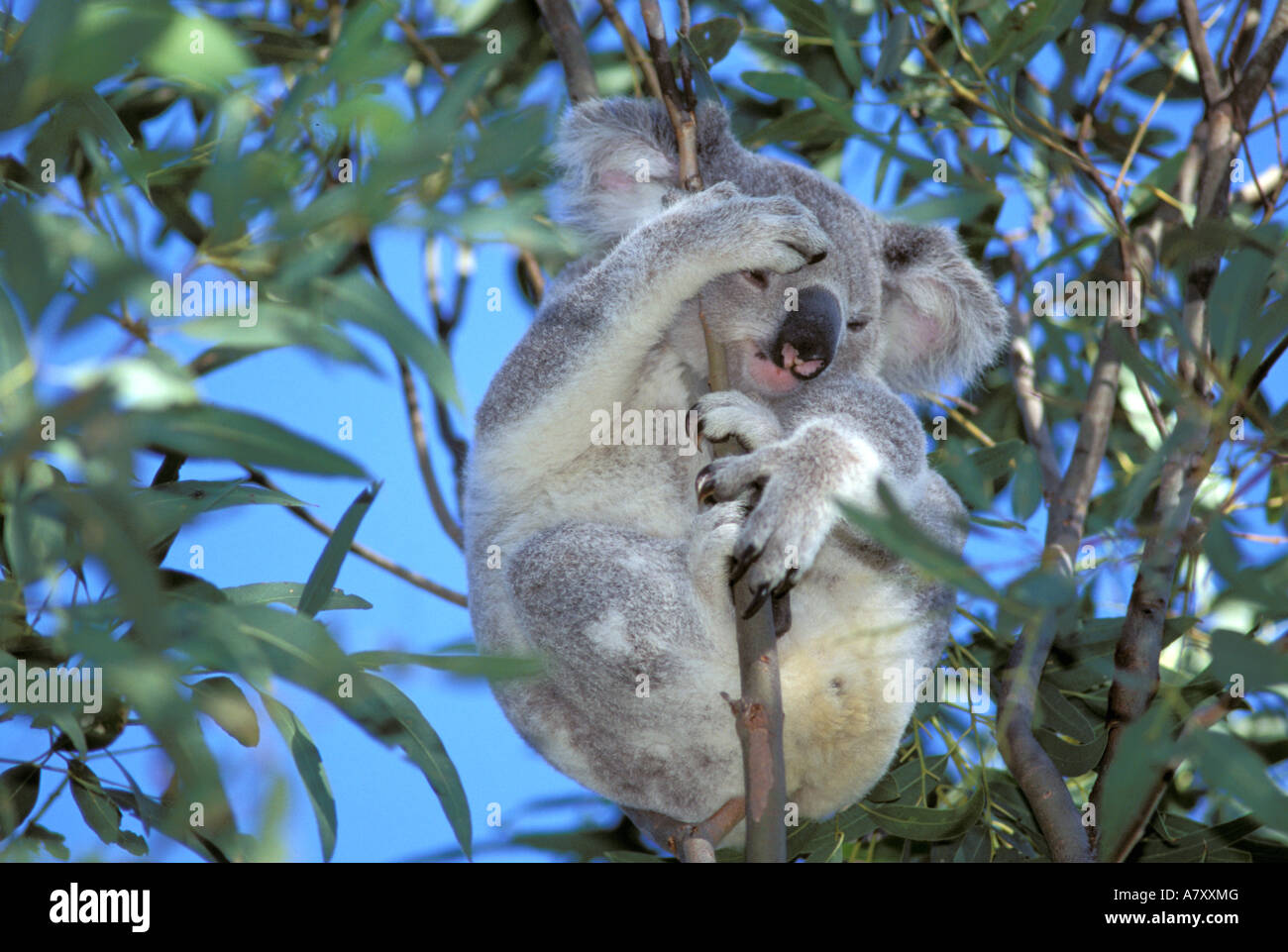 Australia, Koala (Phasclarctos Cinereus) Foto Stock