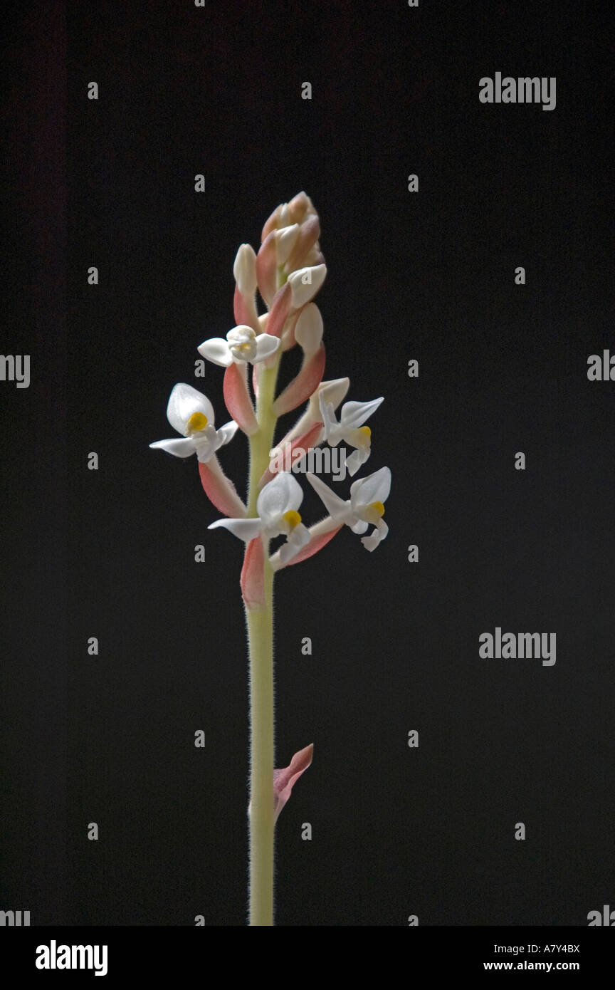 White Orchid flower Foto Stock