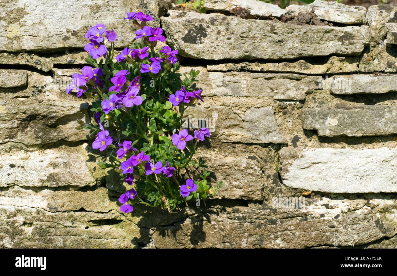 Aubrietia Foto Stock