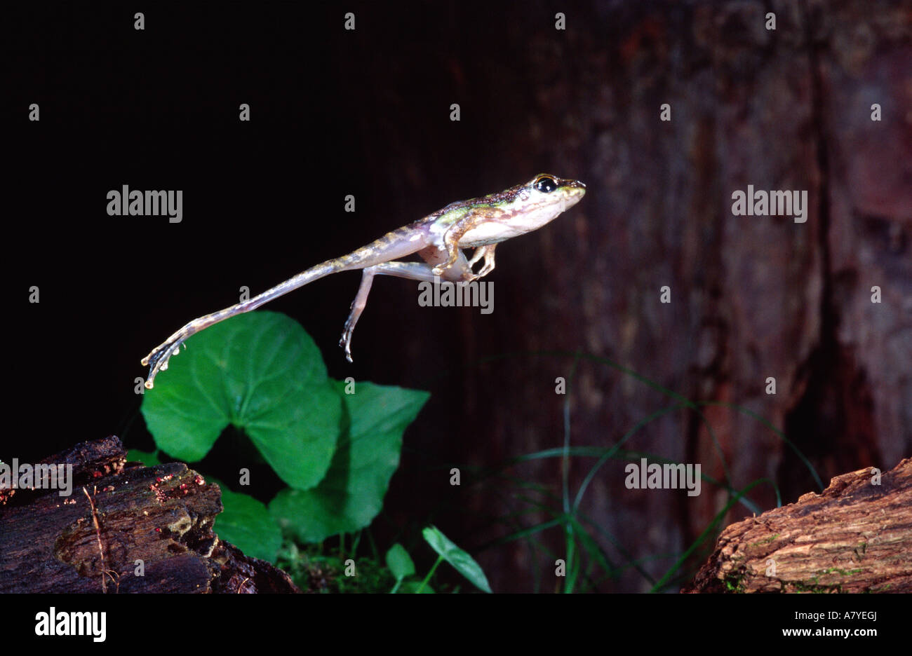 Argento-toed Treefrog, Amolops afghanus, nativo di Malesia Foto Stock