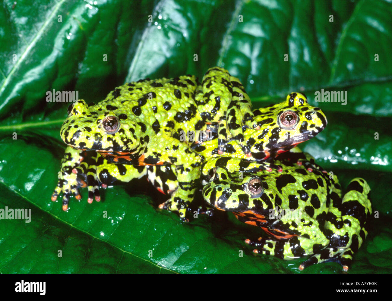 Fire Belly Toad, Bombina orientalis, nativo di N.E Cina Foto Stock
