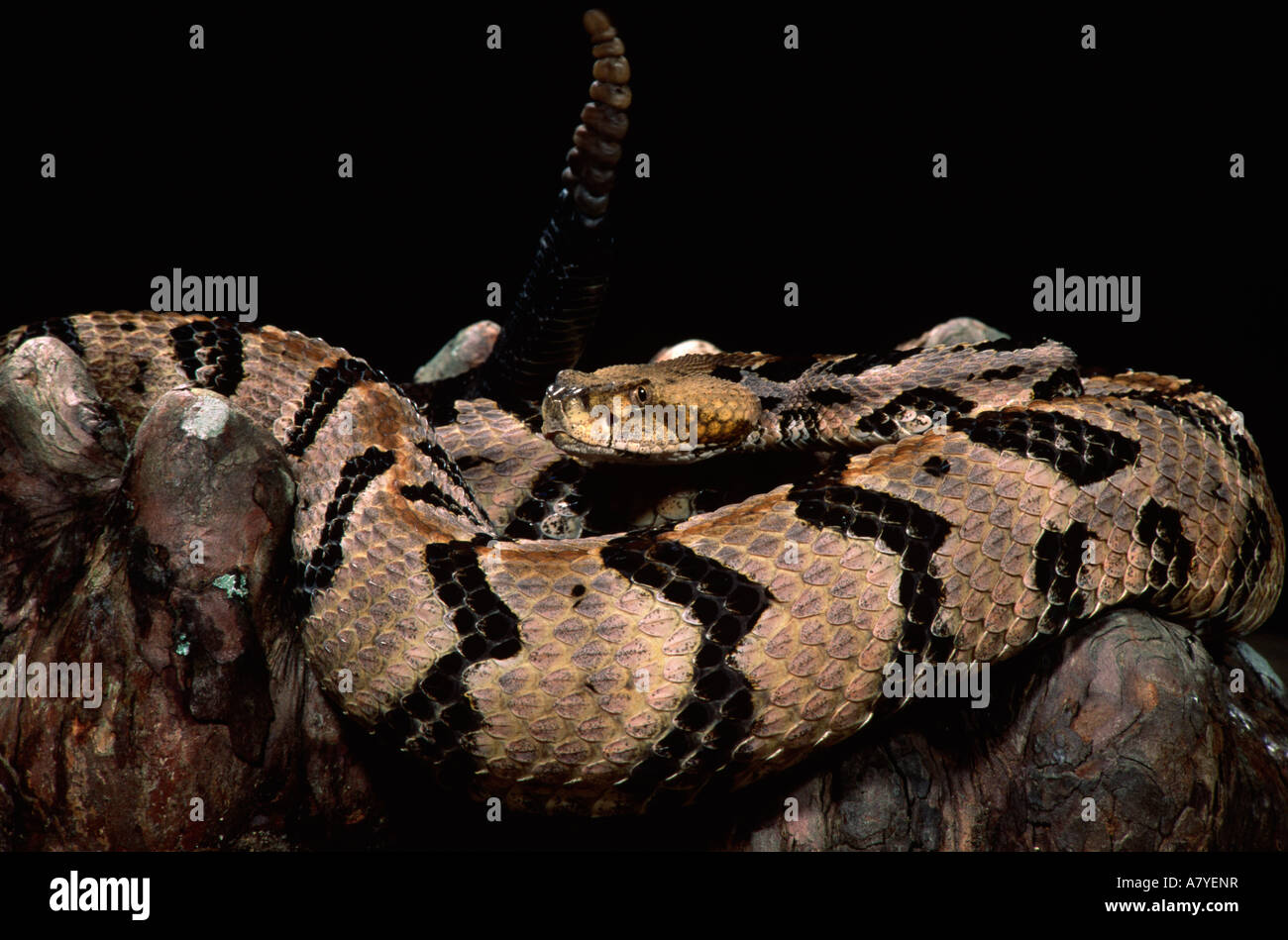 Canneto Timber Rattlesnake, Crotalus horridus atricaudatus, nativo di Stati Uniti orientali Foto Stock