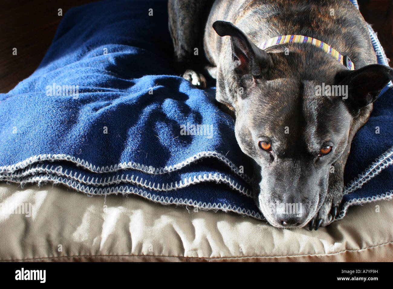 Razza cane appoggiata su di un cuscino e coperta Foto Stock