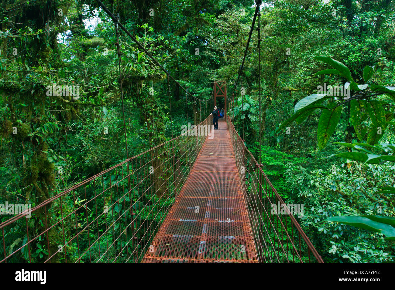 Sospensione ponte pedonale con guida guardando gli alberi in Monteverde Cloud Forest in Costa Rica Repubblica di America Centrale Foto Stock