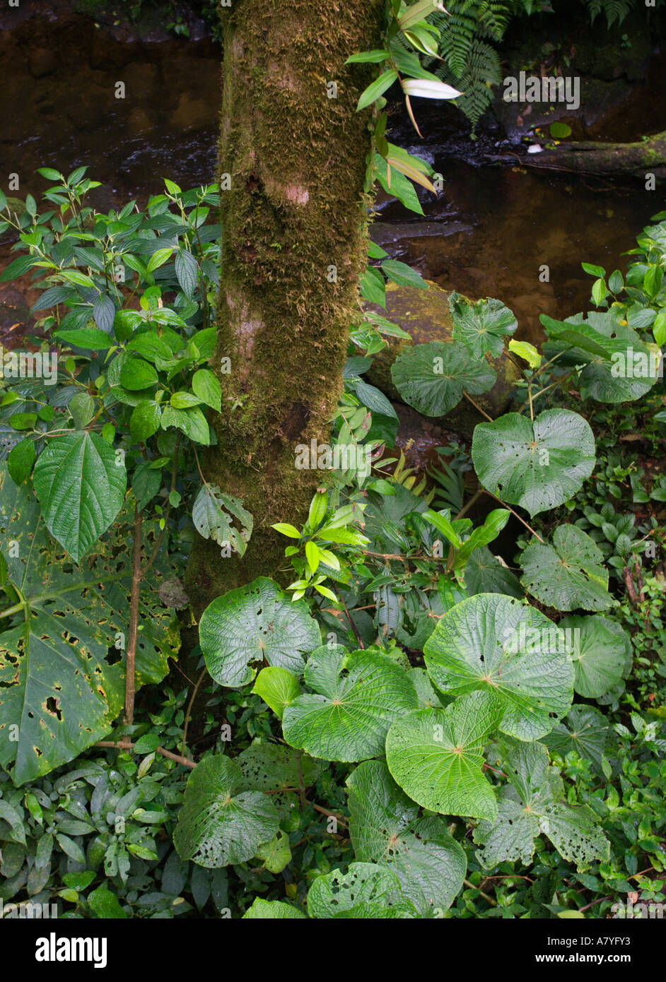 Bella grandi foglie verdi a base di impianto coperto tronco di albero a Monteverde Cloud Forest Costa Rica America Centrale Foto Stock