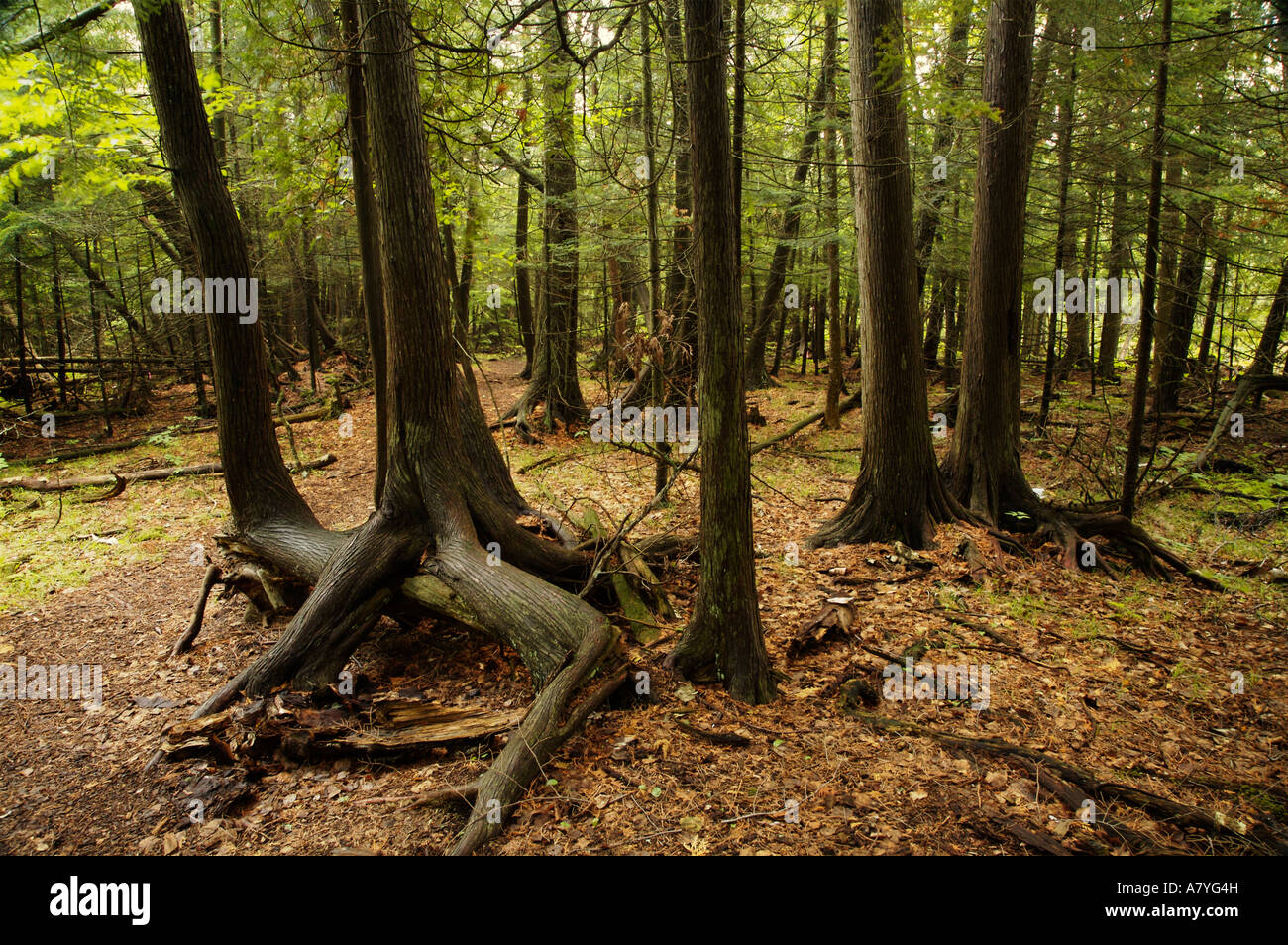 Northern White Cedar alberi che crescono in palude Efraim Wetland preservare Door County Wisconsin nota stilt radici Foto Stock