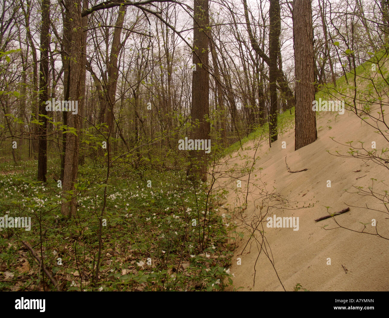 Dune di sabbia di seppellimento di foresta Warren Dunes State Park Michigan Foto Stock