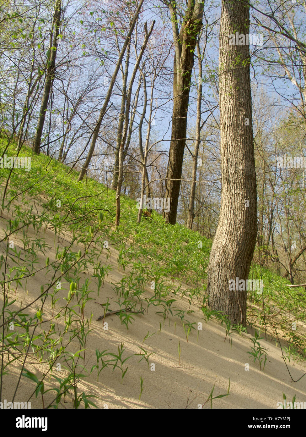 Dune di sabbia di seppellimento di foresta Warren Dunes State Park Michigan Foto Stock