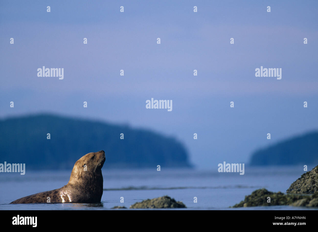 Stati Uniti d'America, Alaska, Tongass National Forest, maschio adulto Steller's Sea Lion (Eumetopias jubatus) in appoggio in fondali da vela isola Foto Stock