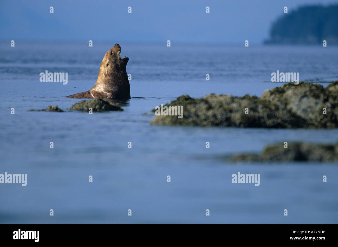 Stati Uniti d'America, Alaska, Tongass National Forest, maschio adulto Steller's Sea Lion (Eumetopias jubatus) in appoggio in fondali da vela isola Foto Stock