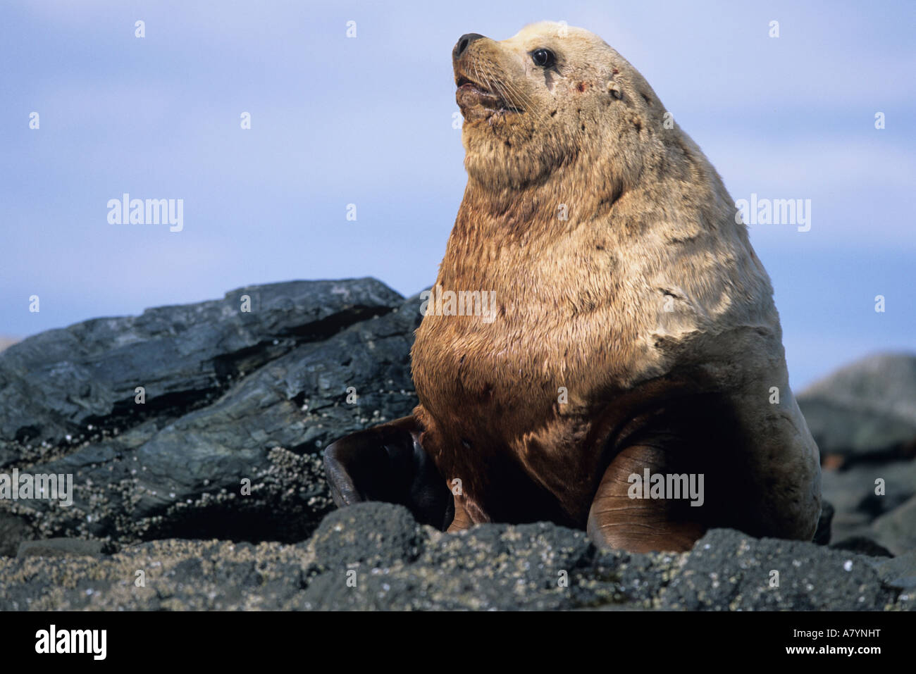 Stati Uniti d'America, Alaska, Tongass National Forest, maschio adulto Steller's Sea Lion (Eumetopias jubatus) seduti sulle rocce sull isola di vela Foto Stock