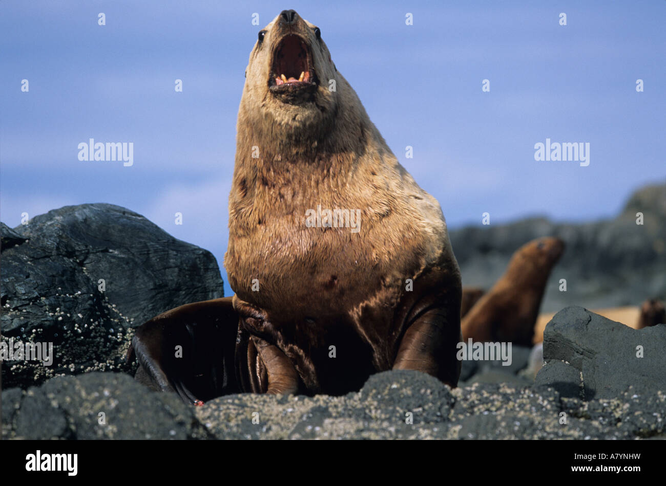 Stati Uniti d'America, Alaska, Tongass National Forest, maschio adulto Steller's Sea Lion (Eumetopias jubatus) seduti sulle rocce sull isola di vela Foto Stock