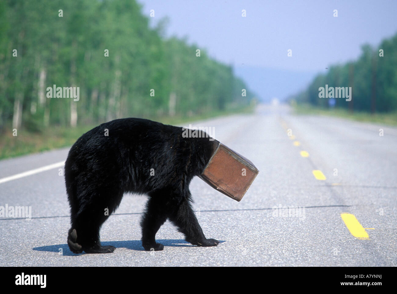 Stati Uniti d'America, Alaska, Black Bear (Ursus americanus) caffè può essere bloccata in posizione sulla testa passeggiate alla cieca in Alaska Hwy. Vicino a Tok Foto Stock