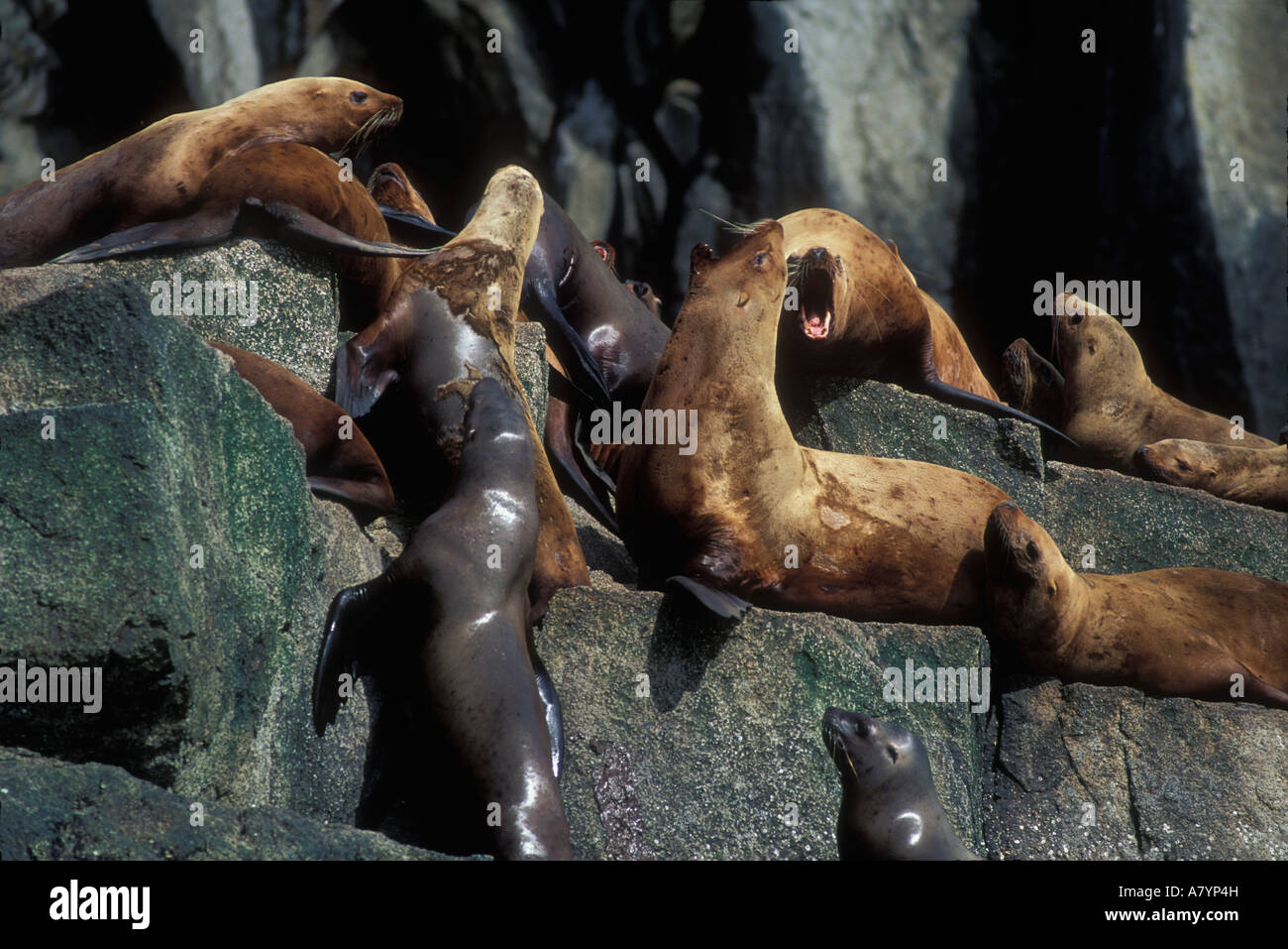 Stati Uniti d'America, Alaska Kenai Fjord National Park, Steller leoni di mare (Eumetopias jubatus) tirata fuori sulle rocce della risurrezione Bay Foto Stock