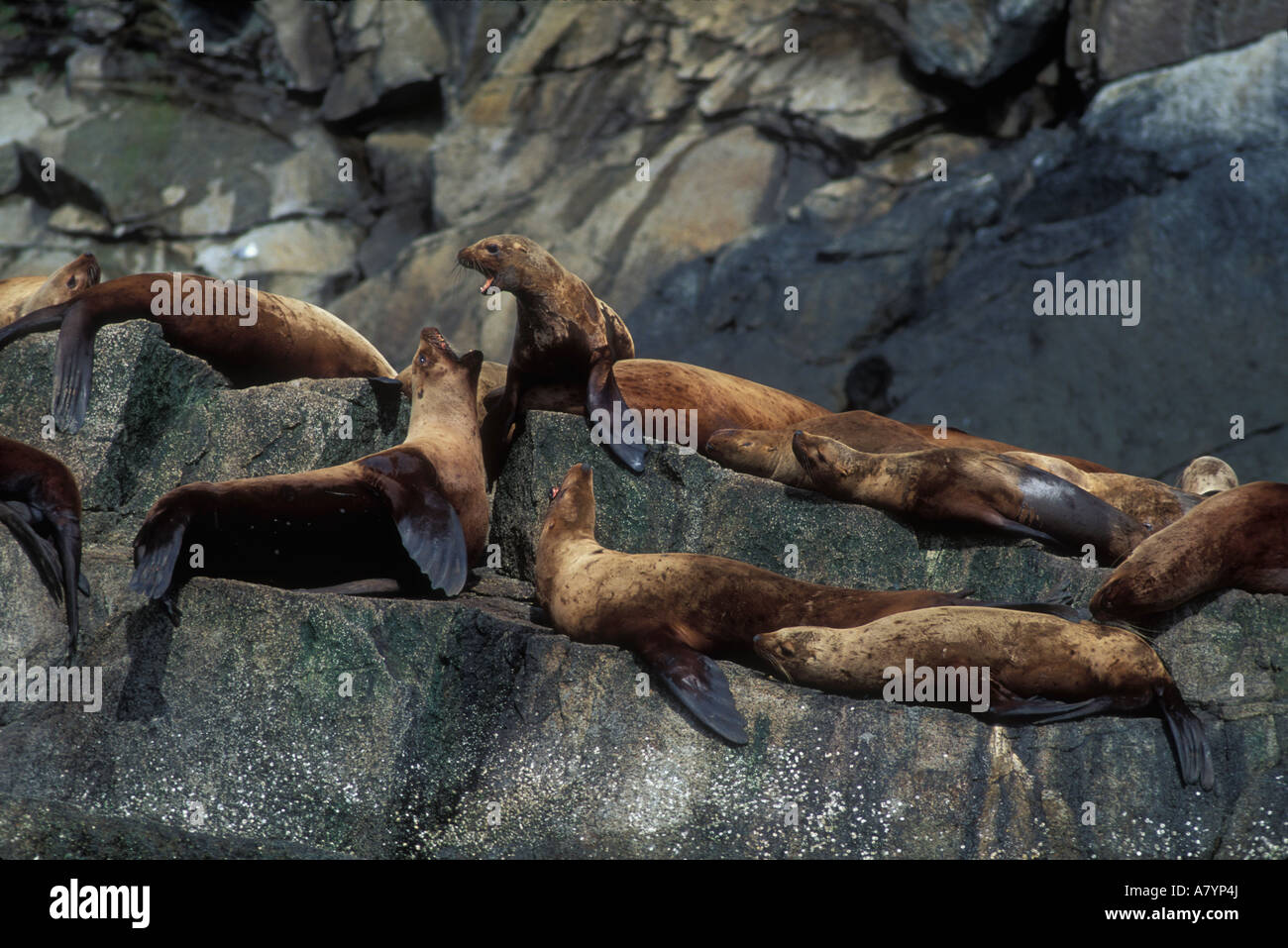 Stati Uniti d'America, Alaska Kenai Fjord National Park, Steller leoni di mare (Eumetopias jubatus) tirata fuori sulle rocce della risurrezione Bay Foto Stock