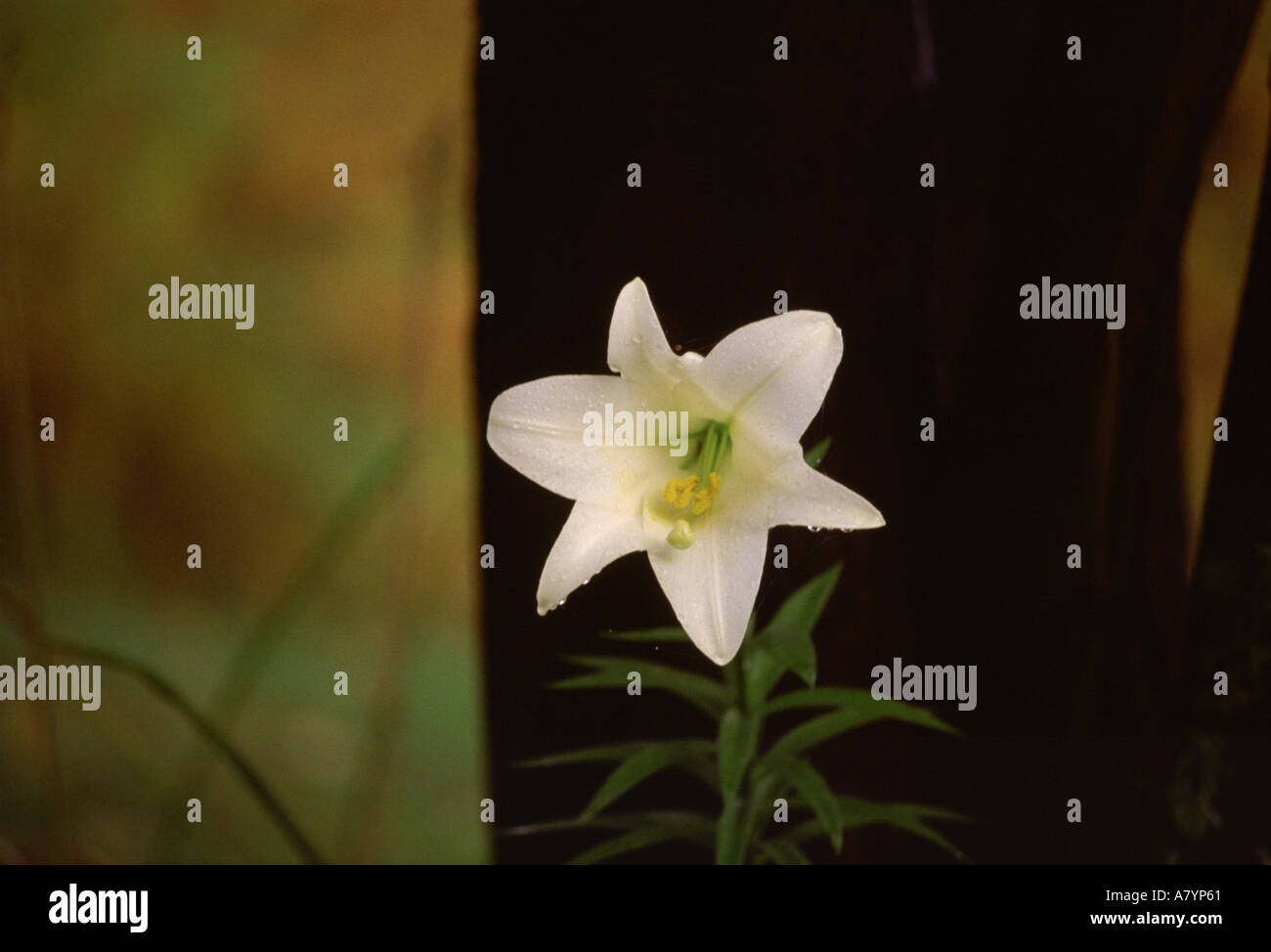 Bianco a forma di stella fiore contro la struttura scuro Foto Stock