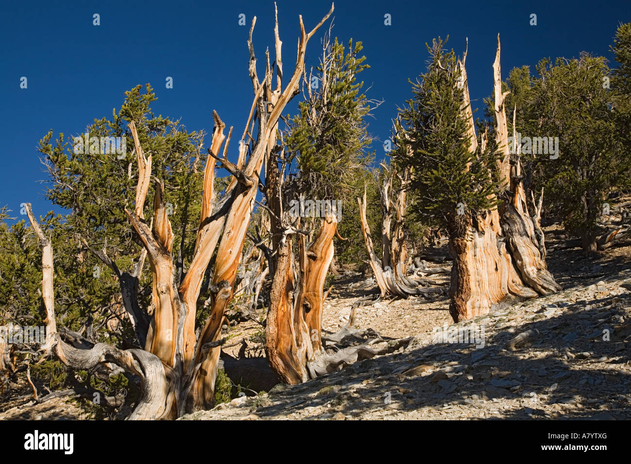 CA, Inyo NF, Schulman Grove, Bristlecone antica pineta di pini Bristlecone Foto Stock