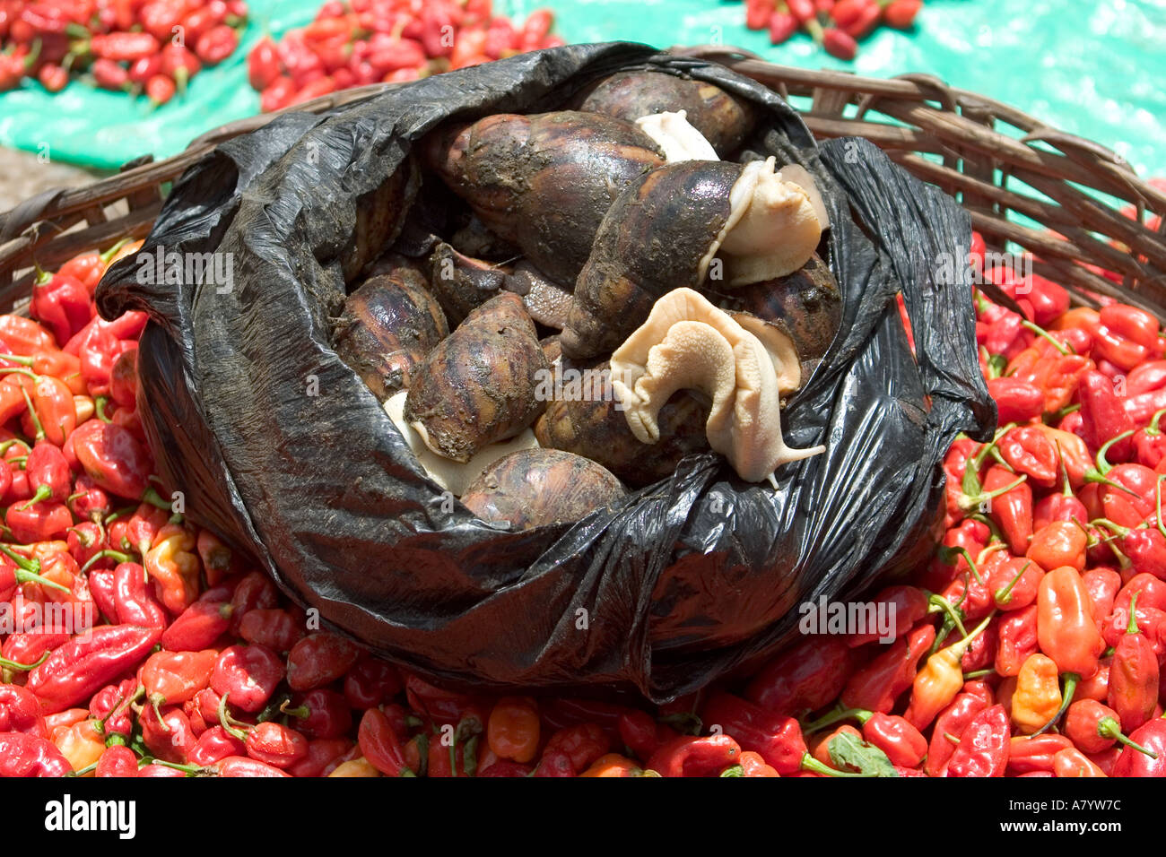 Gigante Africa occidentale vive lumache tigre su una ciotola di Peperoncini freschi in vendita a Bogoso all'aperto Mercato del Ghana occidentale Foto Stock