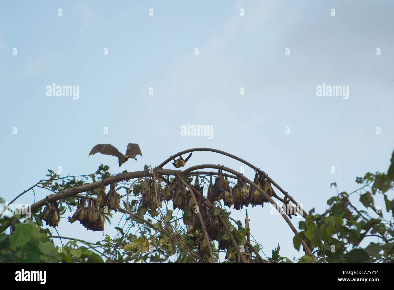 Paglia colorata pipistrelli della frutta o flying fox, tornando a casa a roost per appendere sospesa a testa in giù nella sommità di alti alberi nella foresta pluviale, Africa Occidentale, Ghana Foto Stock