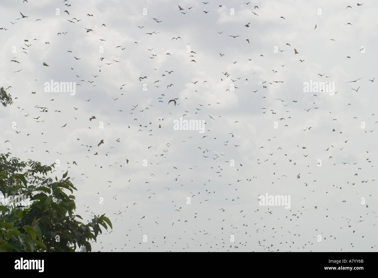 Paglia colorata pipistrelli della frutta o flying fox, tornando a casa a roost per appendere sospesa a testa in giù nella sommità di alti alberi nella foresta pluviale, Africa Occidentale, Ghana Foto Stock
