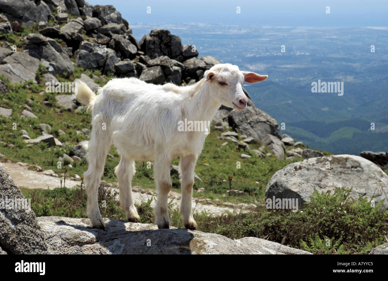 Algarve, Monchique, un ragazzo in cima Foto Stock