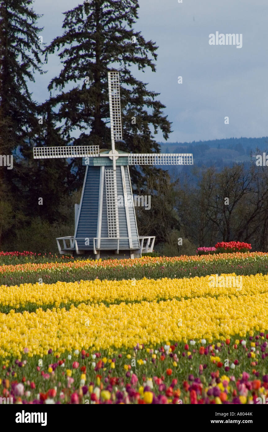 Stati Uniti d'America, Oregon, Woodburn, scarpe di legno Tulip Festival Foto Stock