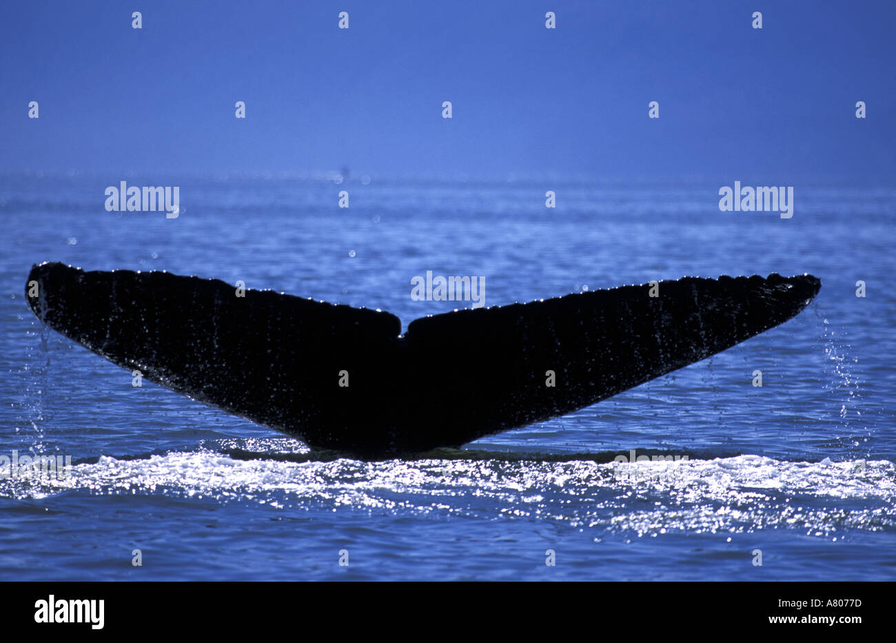 Humpback Whale passaggio interno vicino a Juneau in Alaska sudorientale Foto Stock
