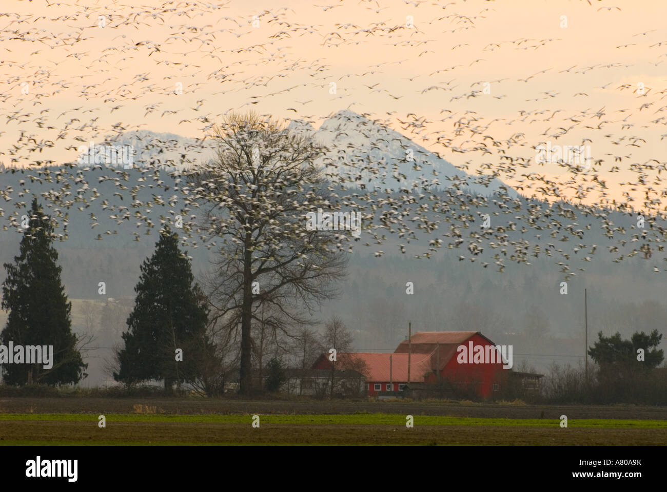 Nord America, USA, WA, Fir isola. Stormo di oche delle nevi prendono il volo con la fattoria, Mt Baker e Cascades come sfondo all'alba Foto Stock