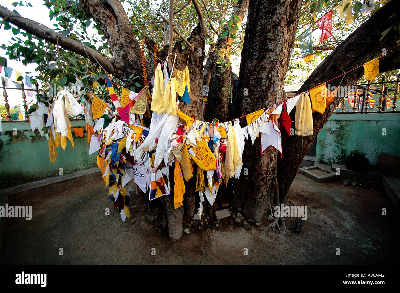 India, stato del Bihar, Sarnath, sacerdote bandiere su un albero della Gazzella Park Foto Stock