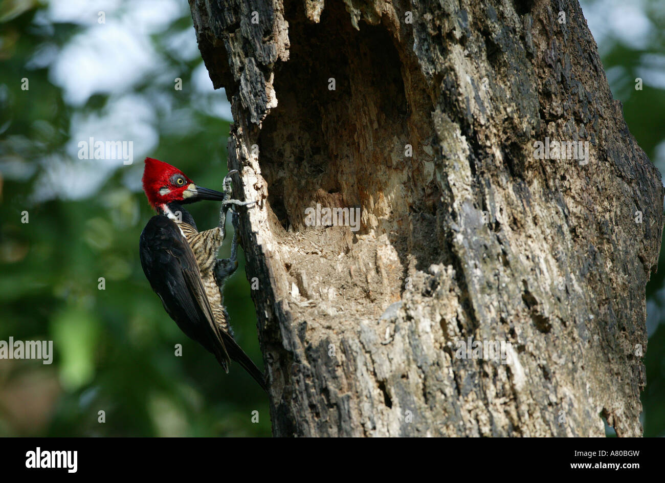 Crimson-crested Picchio, Campephilus melanoleucos, nel parco metropolitano, Repubblica di Panama. Foto Stock