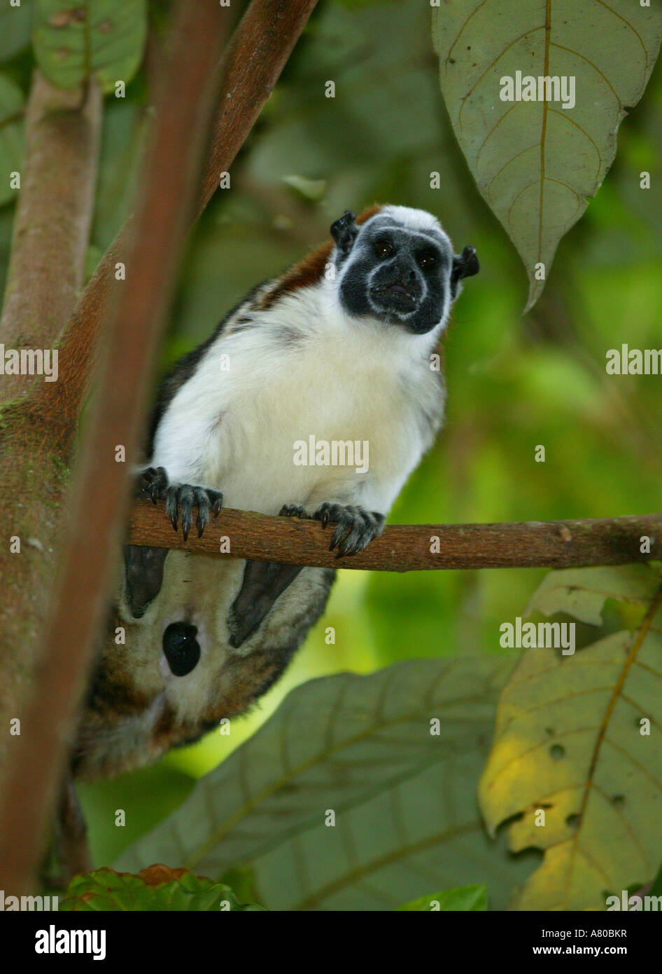 Un Geoffroy's Tamarin, Saguinus geoffroyi, in Burbayar riserva naturale, Repubblica di Panama. Foto Stock