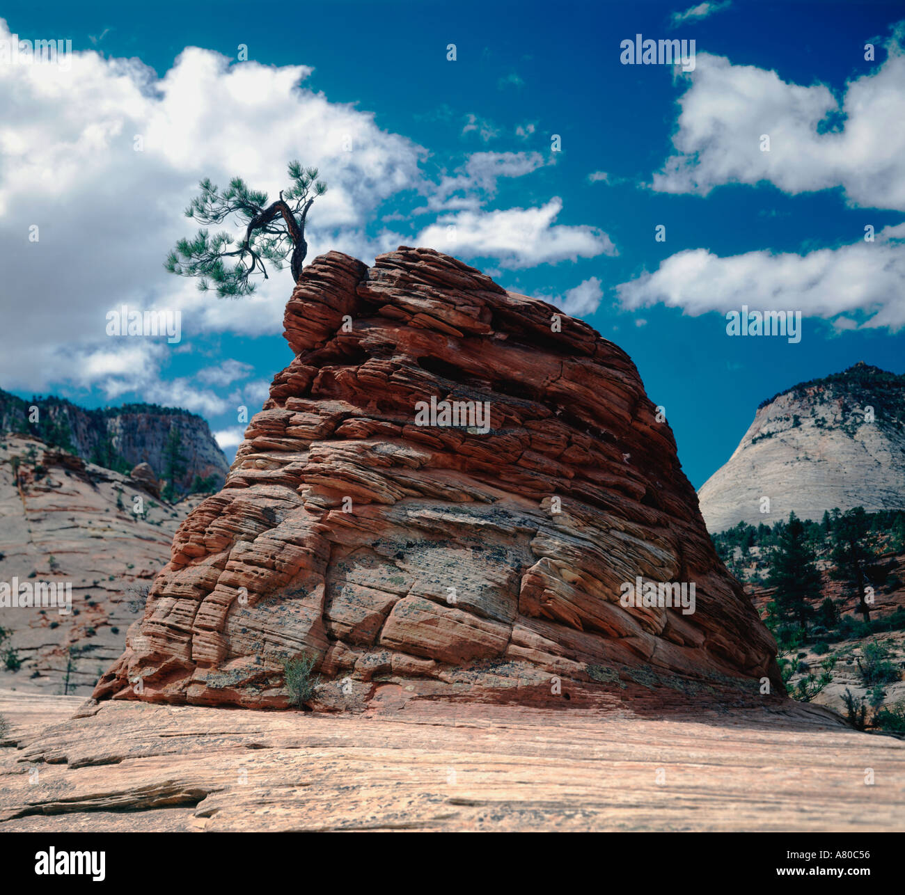 Ponderosa Pine Vivaio Coltivazione da sperone di roccia in Zion National Park nello Utah Foto Stock