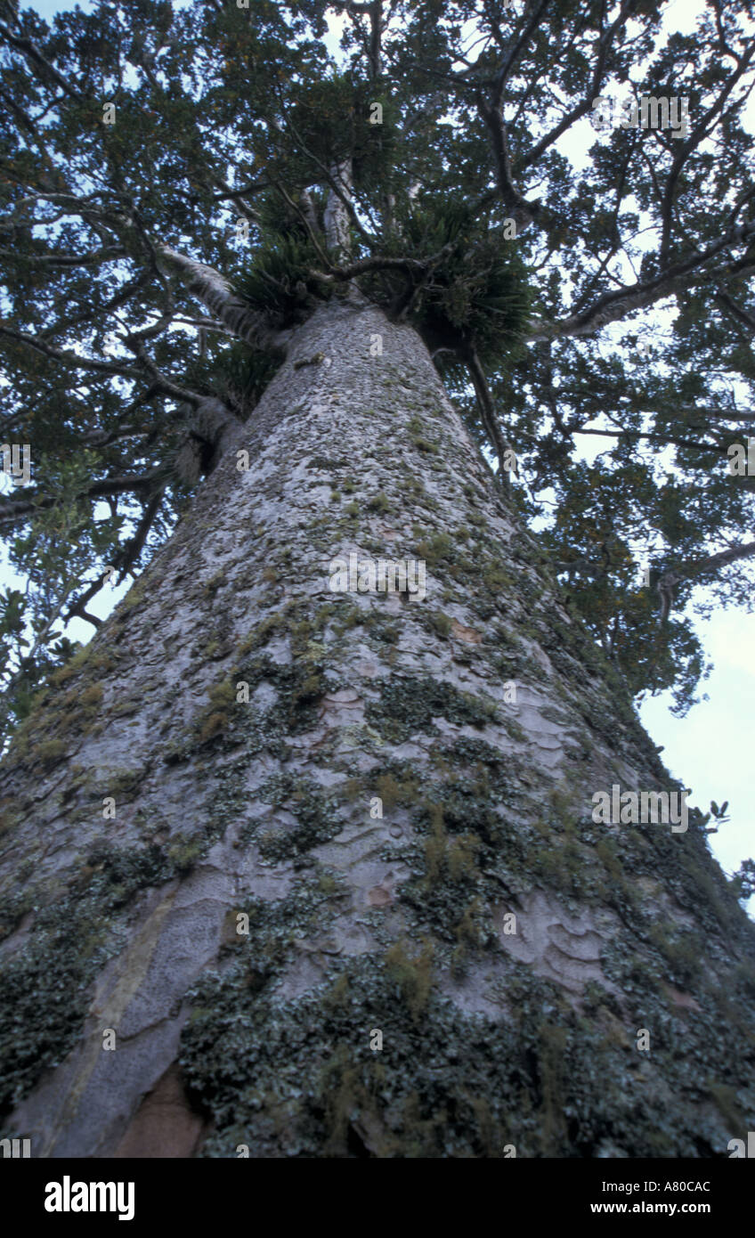 Cercare in una struttura ad albero Kauri nella Kauri foresta di Waipoua nel Northland Isola del nord della Nuova Zelanda Foto Stock