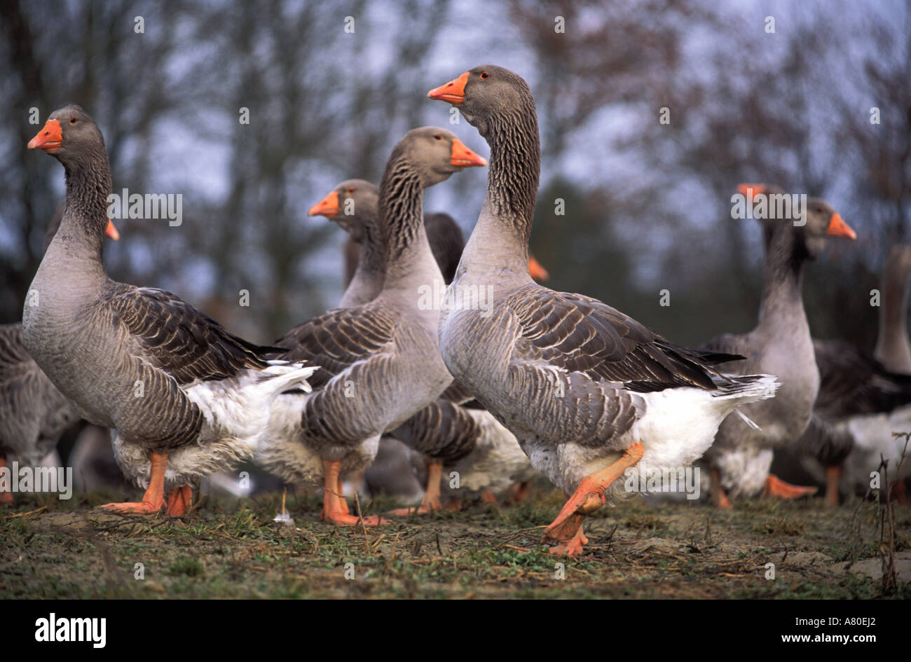 Francia, Gers, Demu, allevamento d'oca Foto Stock