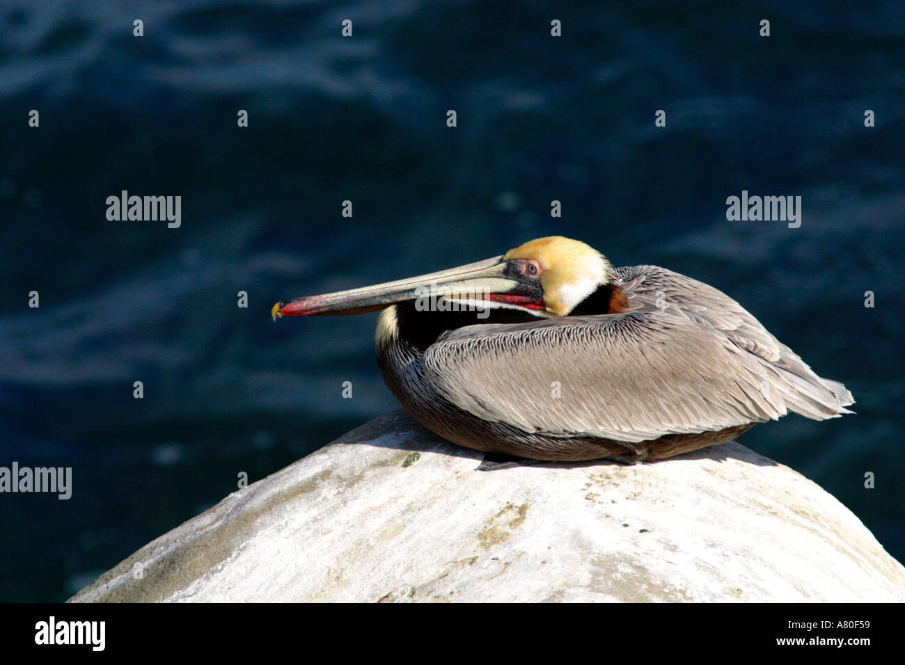 Brown Pelican Foto Stock