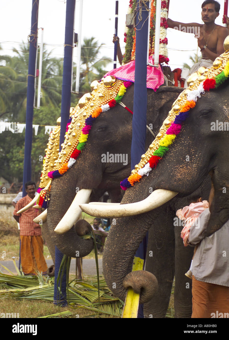 Il Kerala, Cochin, Elefanti Foto Stock