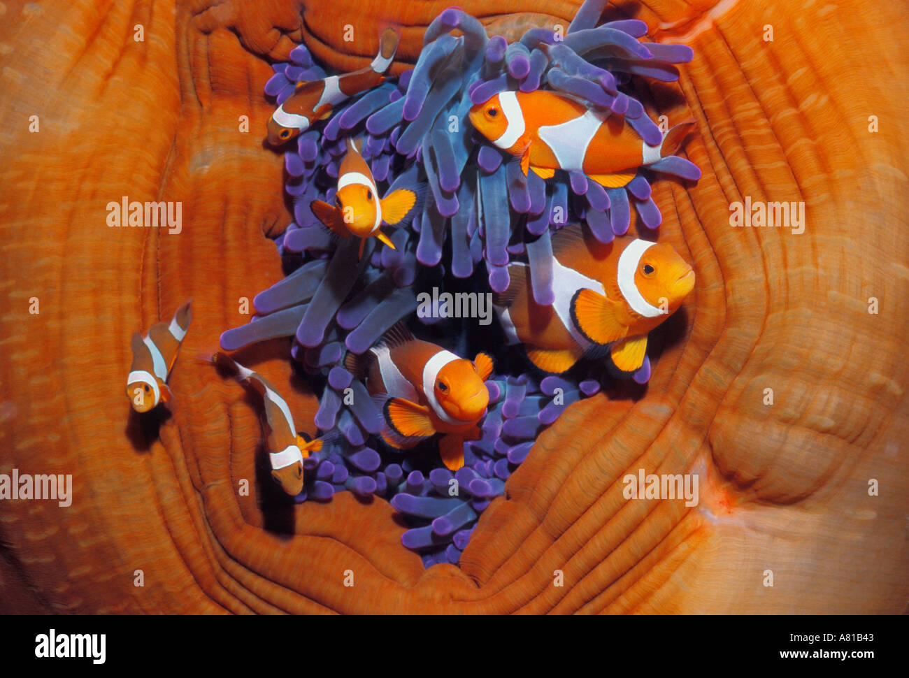 False clown anemonefish Amphiprion ocellarus con anemone Indonesia Foto Stock