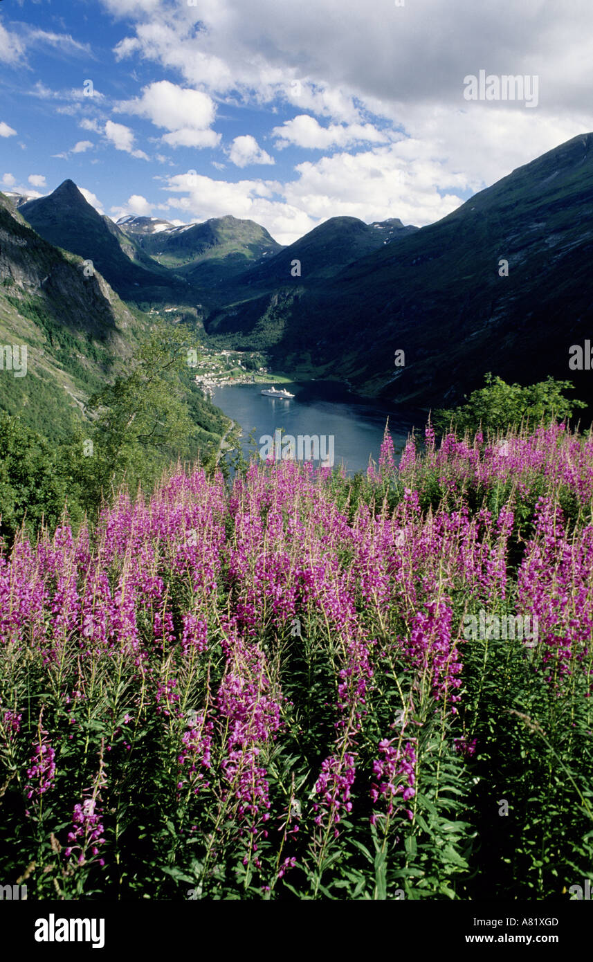 Norvegia Geiranger regione, campo di fiori sui bordi del Fiordo di Geiranger Foto Stock