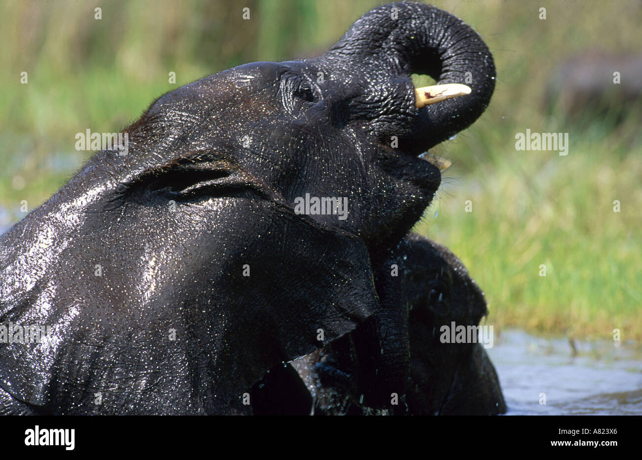 Il Botswana,Okavango Delta, Abu camp, fango con bagno per gli elefanti gruppo Foto Stock