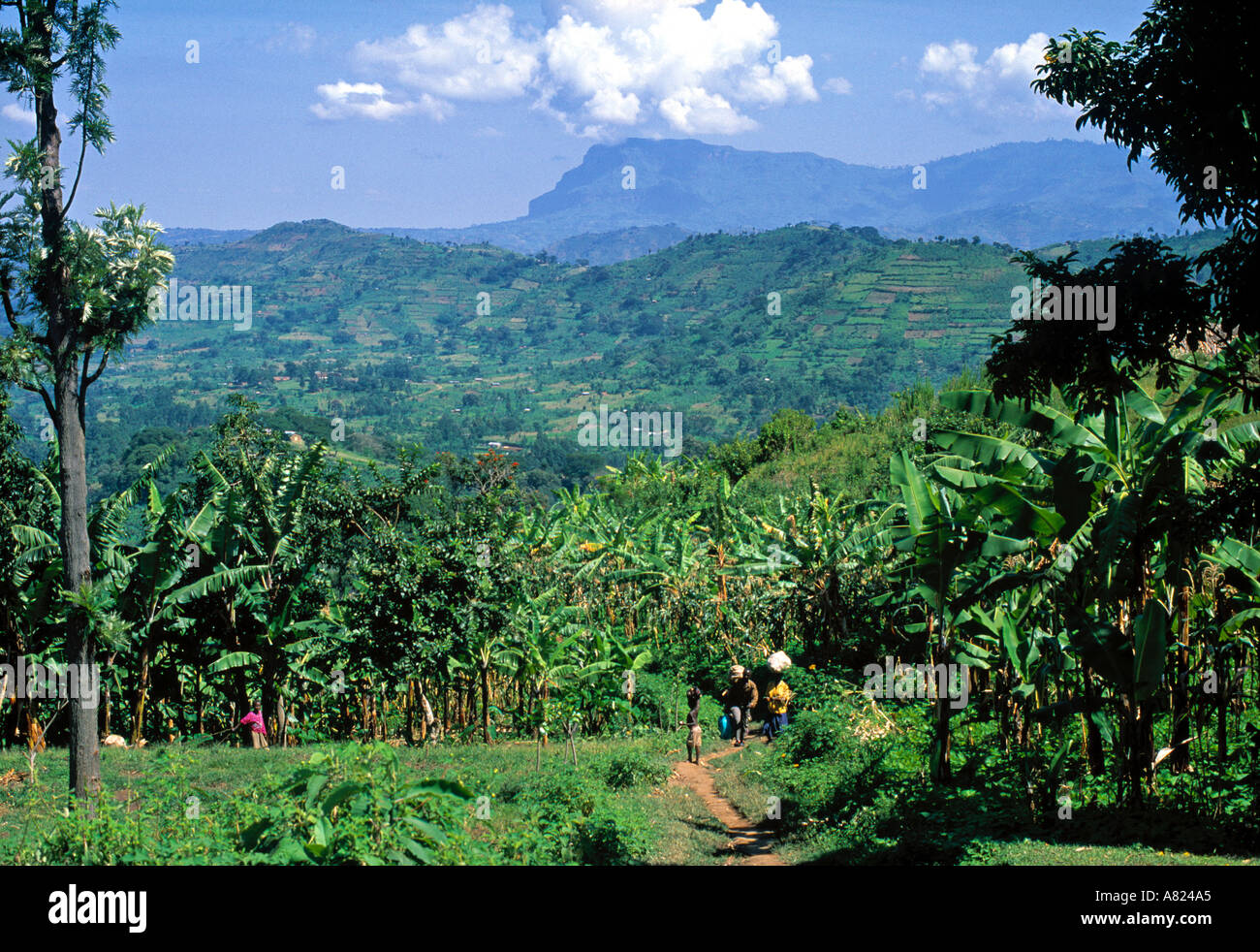 Bassopiano di Mt. Elgon, Nr. Mbale, Uganda Foto Stock