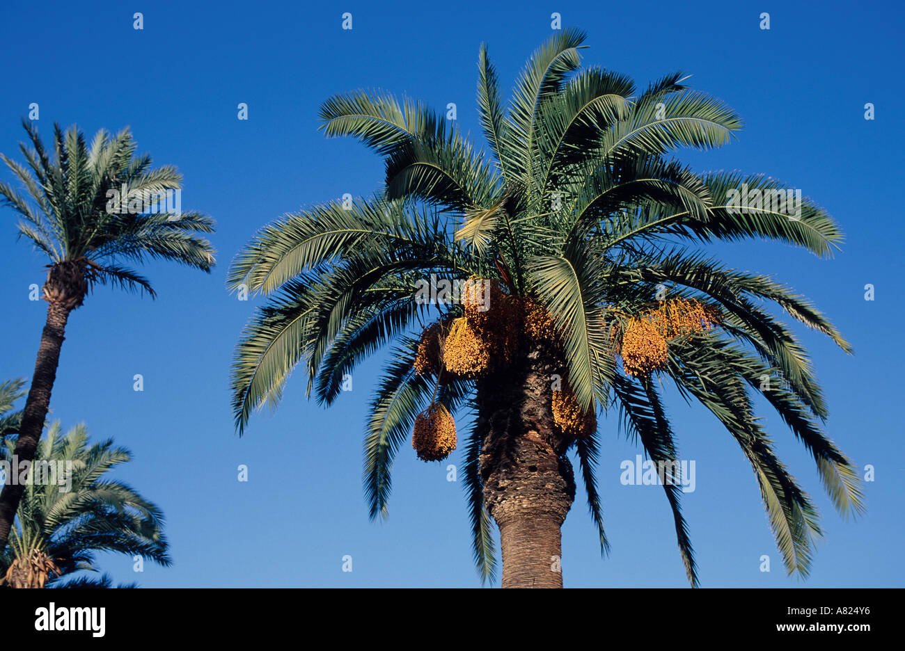 Il Marocco Marrakech, il Palm grove, produzione di date Foto Stock