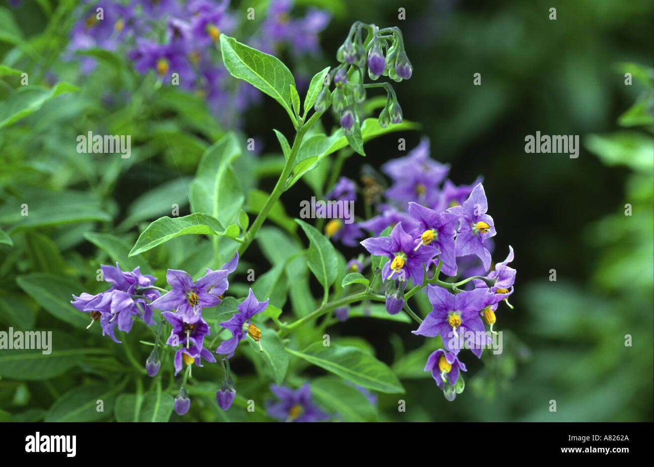 Solanum crispum Glasnevin Charney ben Grange Over Sands Cumbria Foto Stock
