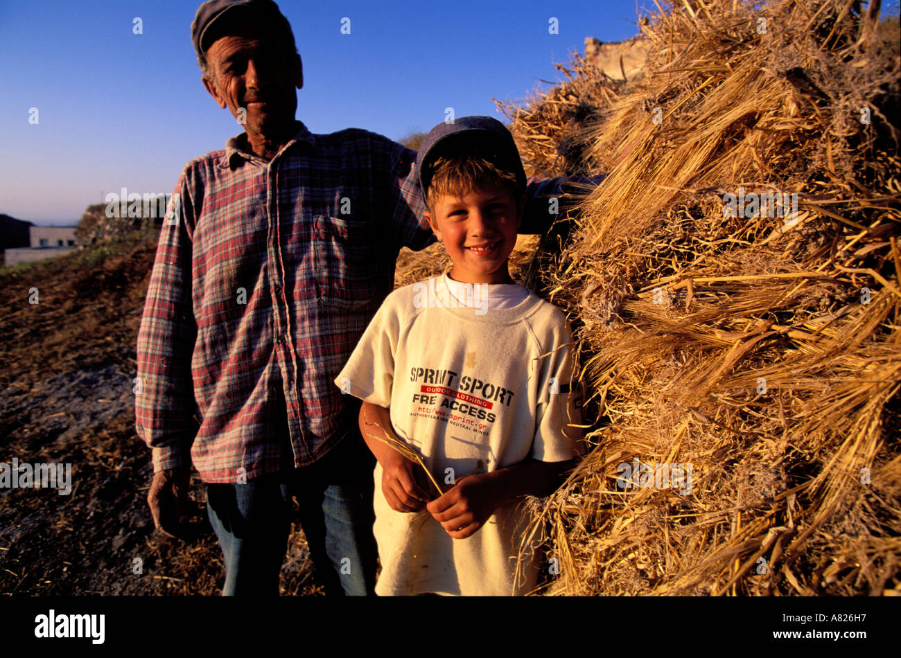 Grecia CICLADI, Santorini Island, raccogliendo il fieno nei pressi del villaggio di Oia Foto Stock