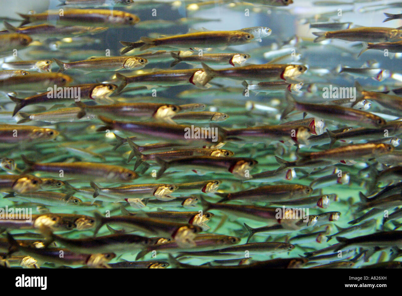Una scuola di piccolo pesce osseo, acquario di Monterey, California, Stati Uniti d'America Foto Stock