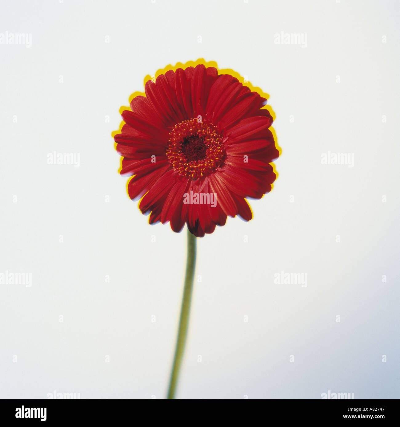 Rosso Gerbera Daisy Flower Still Life Foto Stock Rosso Gerbera Daisy Flower Still Life Foto Stock