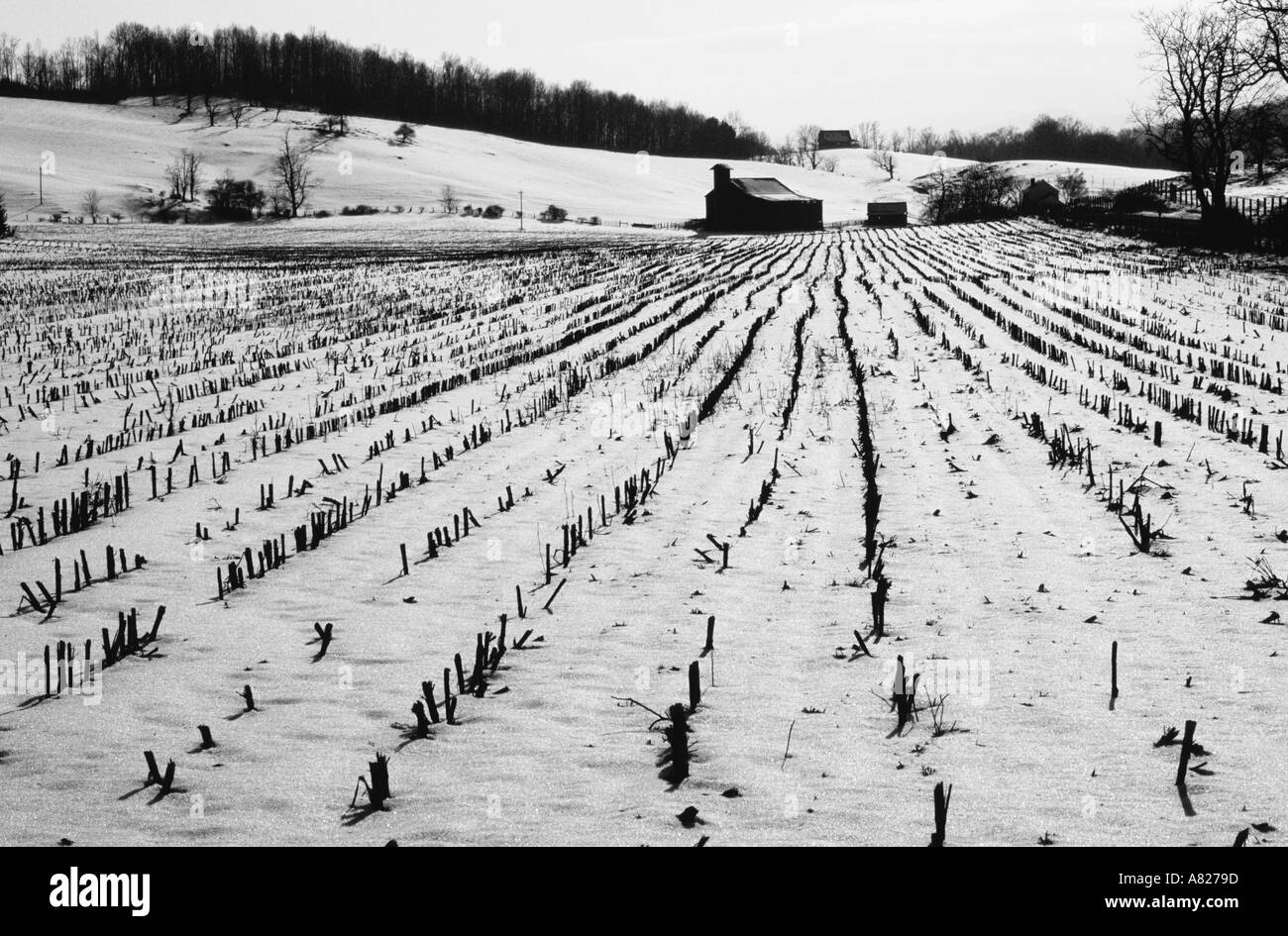 Azienda agricola durante il periodo invernale Foto Stock