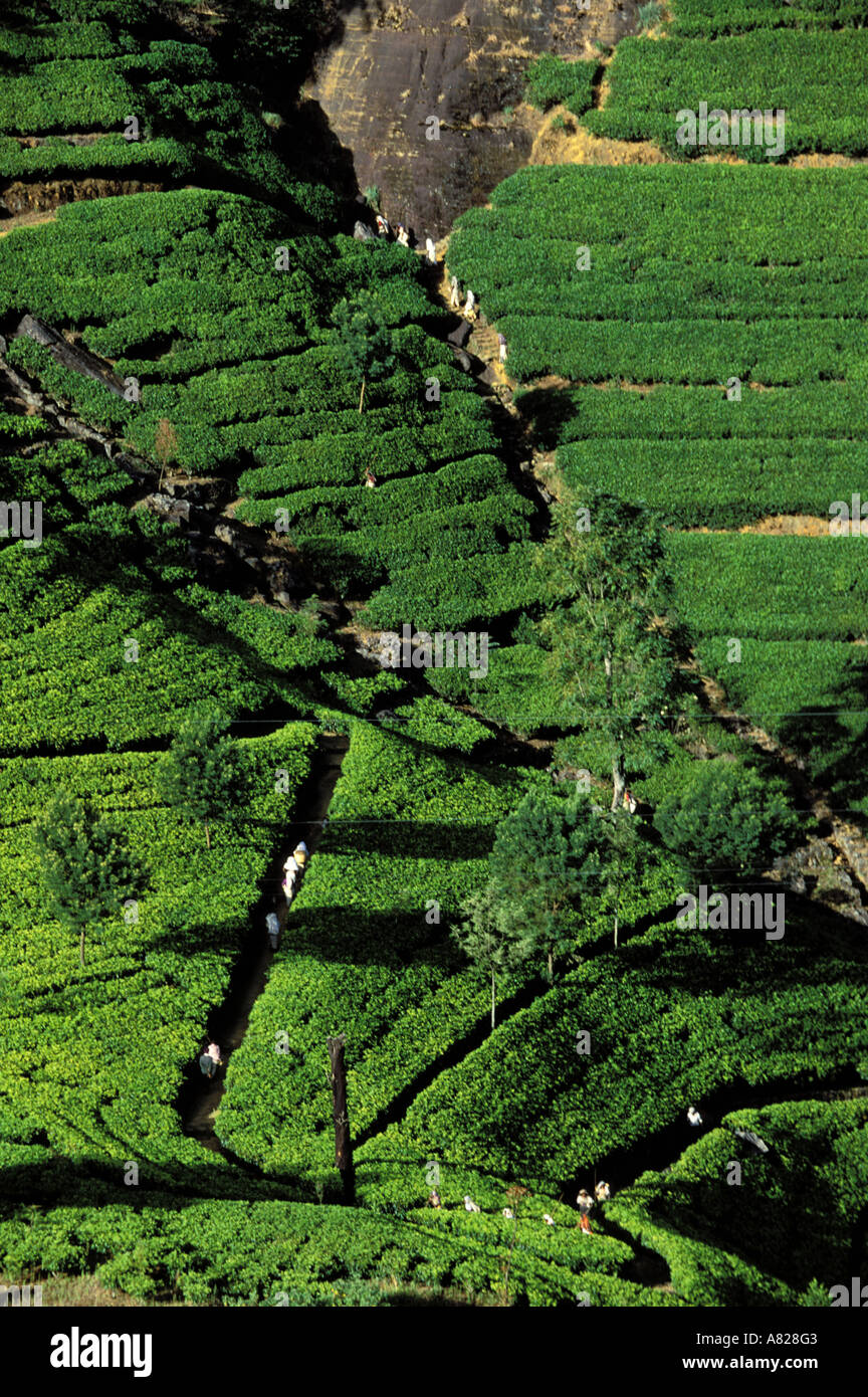 Sri Lanka, Nuwara Eliya, tea estates Foto Stock