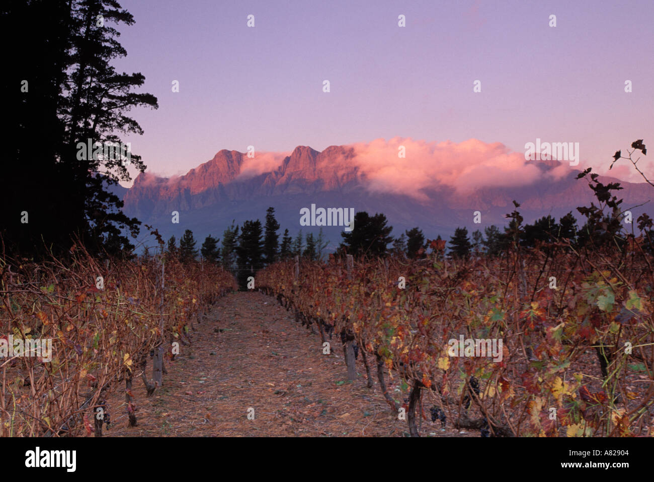 Sud Africa, Helderberg, vigneti e montagne, Vergelegen Wine Estate Foto Stock