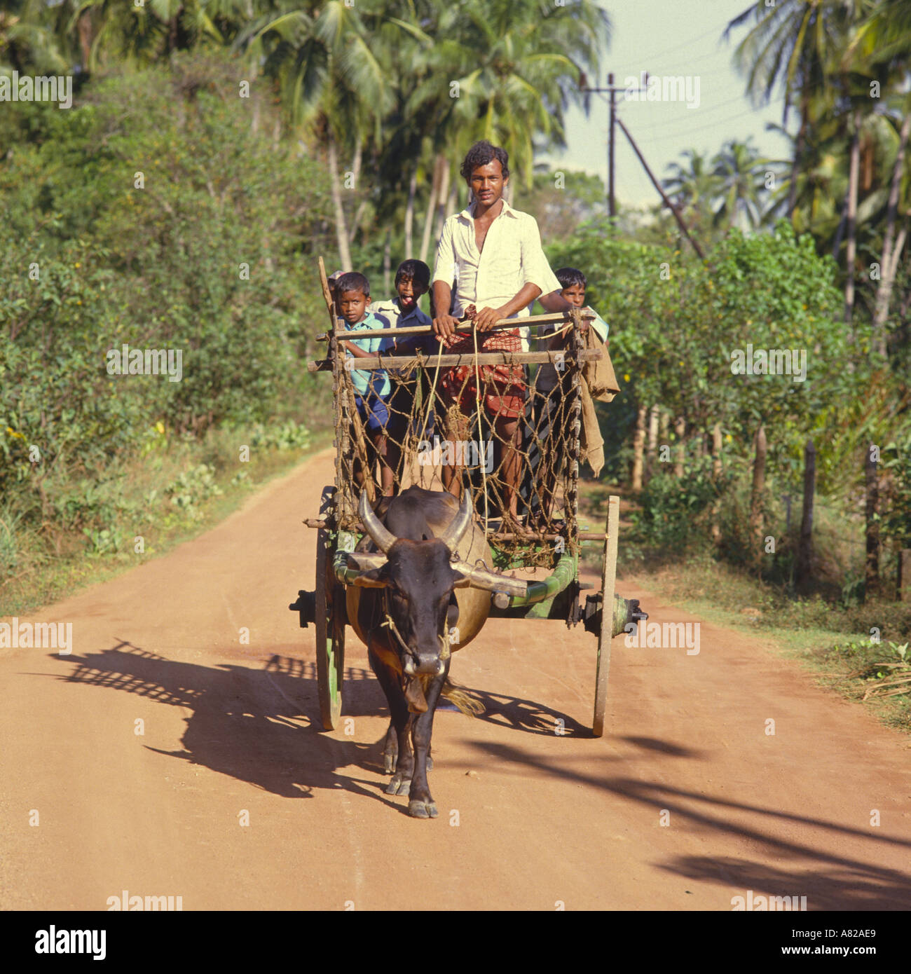 Campagna scena di uomo con tre bambini alla guida della sua semplice ox tracciate due carrello a ruote lungo la stretta strada sterrata Sri Lanka Foto Stock