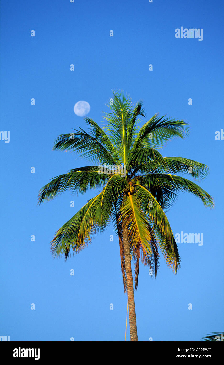 Saint Lucia Marigot Bay, Palm tree e la luna Foto Stock